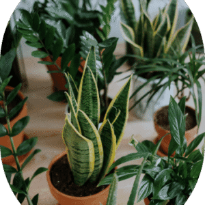 Parlor Palm