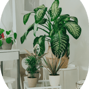 Parlor Palm